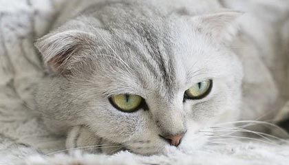 体育电竞网：让体育与电竞在同一个屏幕上激活热血